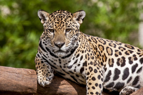 A onça-pintada é o único representante do gênero <i>Panthera</i> no nosso continente