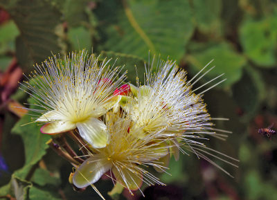 A flor do pequizeiro é branca e com muitos estames