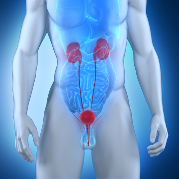 As infecções urinárias podem acometer qualquer parte do aparelho urinário, como rins, bexiga, entre outras