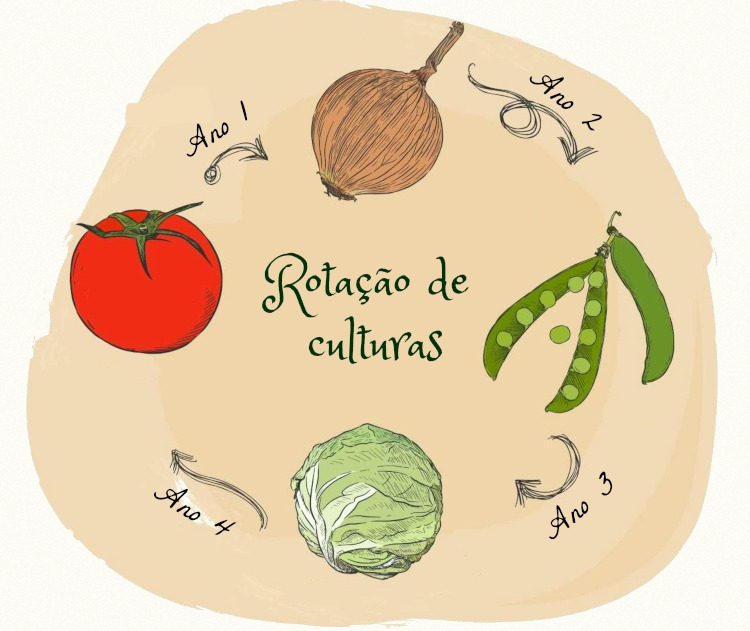 Rotação de culturas A rotação de culturas ilustrada na imagem representa a alternância de cultivos em uma mesma área.