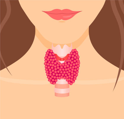 A tireoide é uma importante glândula relacionada com nosso metabolismo