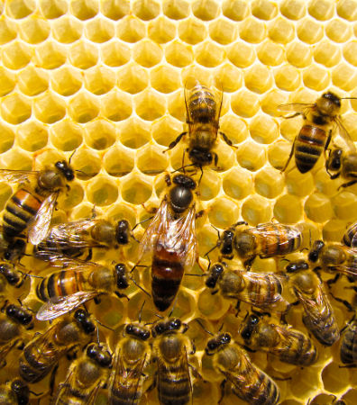 As abelhas são animais capazes de viver em sociedade