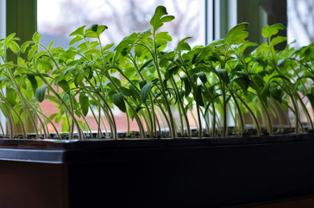 Observe o crescimento do vegetal orientado em direção à luz