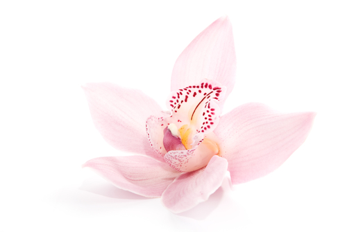 A beleza da flor está em sua simplicidade, o que gera admiração. Com o texto também é assim, pois a simplicidade na escrita é uma qualidade textual