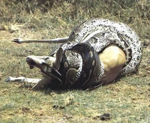Cobra alimentando-se de outro animal, um exemplo de predação