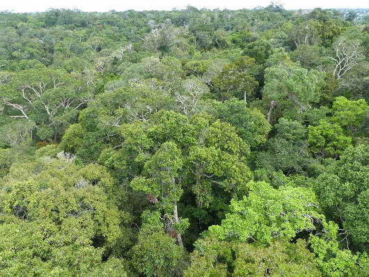 Vista aérea da Floresta Amazônica, em Manaus