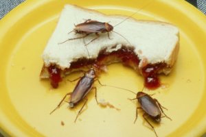Não deixar alimentos destampados é uma boa estratégia para minimizar<br>a infestação de baratas e as doenças por elas transmitidas.