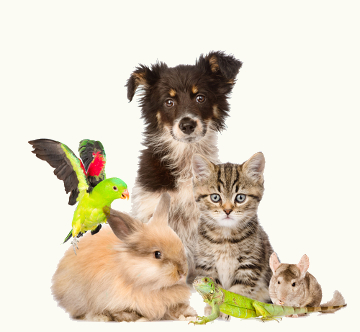 Quais características permitem seres tão distintos serem classificados como animais?