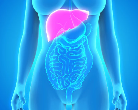 O fígado está localizado na cavidade abdominal, abaixo do diafragma