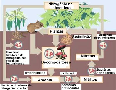 O nitrogênio é um elemento muito importante para os seres vivos