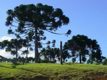 Mata de Araucárias: bioma presente no Paraná