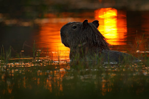 A capivara é um animal que vive sempre próximo a ambiente aquático