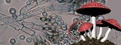 Fungo do Gênero Penicillium, visto ao microscópio, e cogumelo <i>Amanita phalloides</i>.