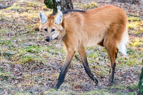 O lobo-guará (<i>Chrysocyon brachyurus</i>), na teia alimentar, pode ocupar mais de um nível trófico, já que é onívoro