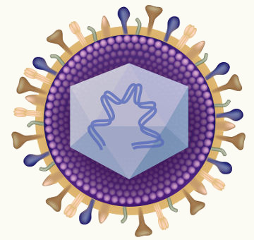 O HSV é o vírus que provoca o herpes genital
