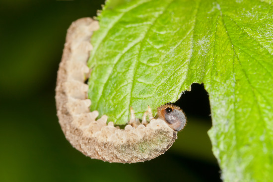 Pirâmides ecológicas representam relações entre níveis tróficos