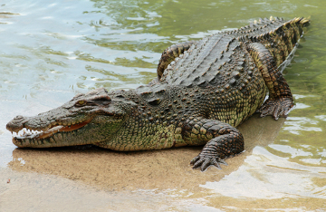 Observe o formato afilado do focinho do crocodilo