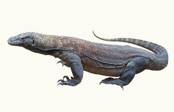 O Dragão-de-komodo está classificado na Lista Vermelha da IUCN como vulnerável
