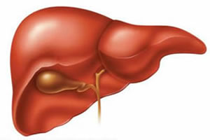 Estrutura anatômica do fígado, associada à vesícula biliar.