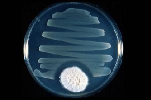 Bacterias <i>Staphylococcus aureus</i> tendo seu desenvolvimento<br>prejudicado devido a secreções do fungo penicillium.