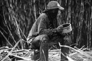 Trabalhador rural