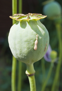 O ópio é extraído da cápsula da Papaver somniferum