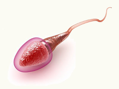 Nos mamíferos, a única célula flagelada é o espermatozoide