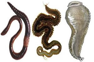 Representantes da Classe Oligochaeta, Polychaeta e Hirudínea.