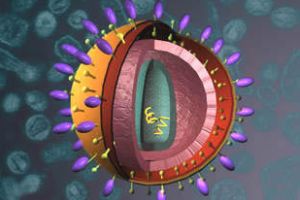 A estrutura viral: Envelope protéico, cápsula e ácido nucléico.