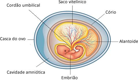Representação esquemática das partes de um ovo e dos anexos embrionários