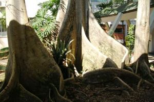 Raízes tabulares, encontradas em chichás (Sterculia chicha).