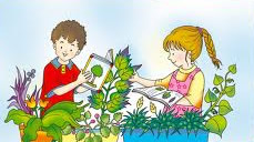 A botânica é a parte da biologia que estuda as plantas