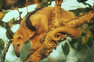 Tamandua tetradactyla: animal encontrado na maior parte da América do Sul.
