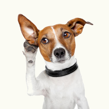 O intervalo da audição canina é maior que o dos seres humanos. O que, para nós, são ultra ou infrassons, para os cães, são sons audíveis