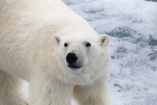 O urso-polar é um animal encontrado no Ártico