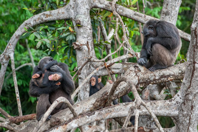 Um grupo de indivíduos de uma mesma espécie e em uma mesma área forma uma população