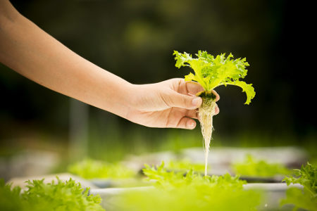 Com a técnica da hidroponia, a planta não é cultivada no solo