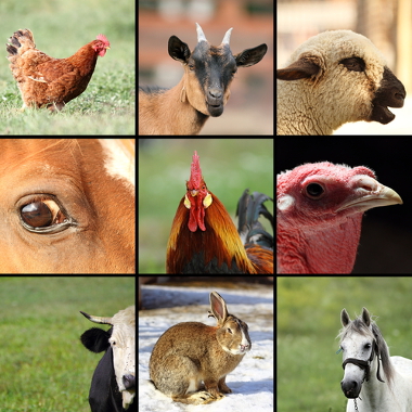 A pecuária no Brasil destaca-se na criação de aves, bois, porcos e outros animais