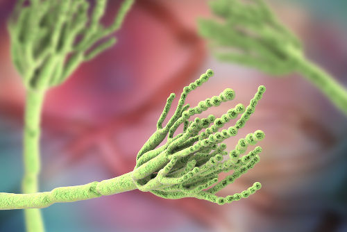 O fungo do gênero Penicillium é responsável pela produção da conhecida penicilina