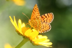 Muitas flores são vistosas, atraindo diversos animais.