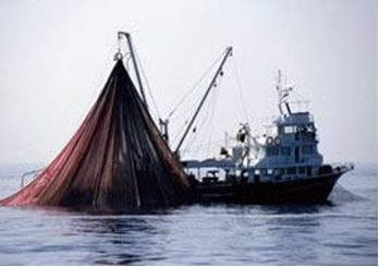 Pesca predatória.